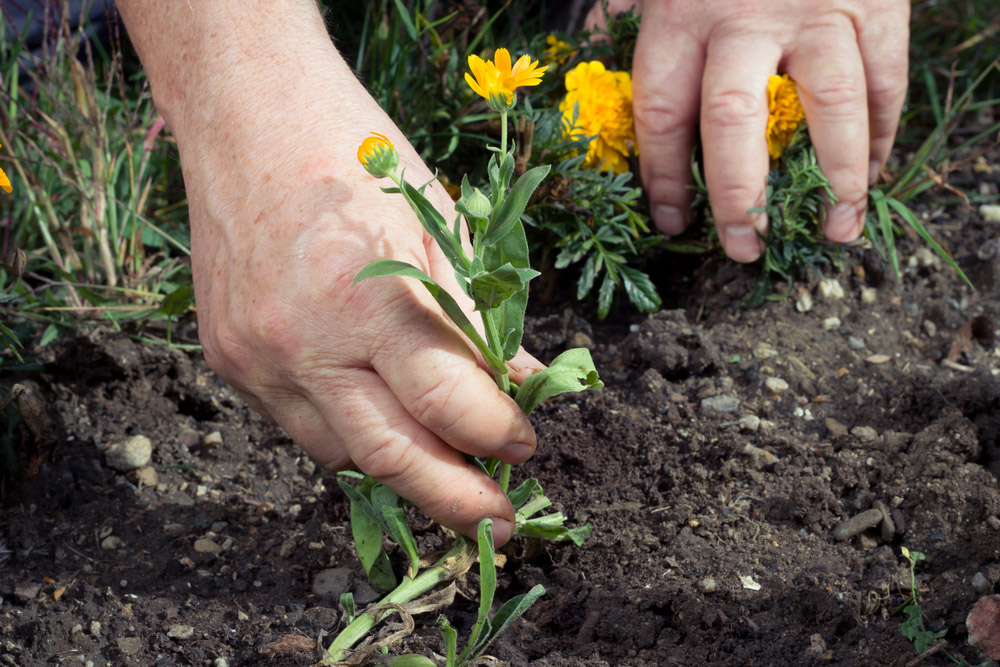 Gardening